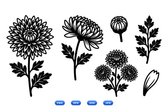 Chrysanthemum Floral Clipart SVG: Elegant Illustrations & Graphics